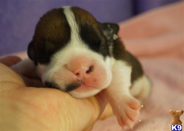 Puppies in OK